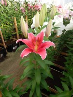 [4282 Indiana VWS No01.JPG]